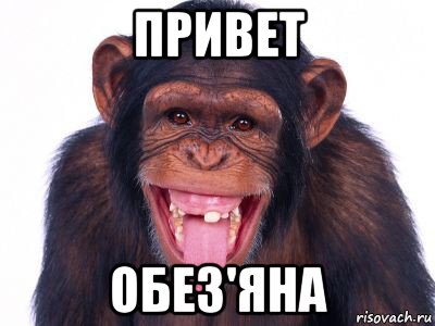 привет обез'яна