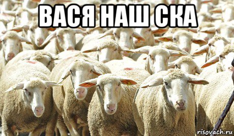вася наш ска 