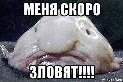 меня скоро зловят!!!!, Мем Рыба-капля