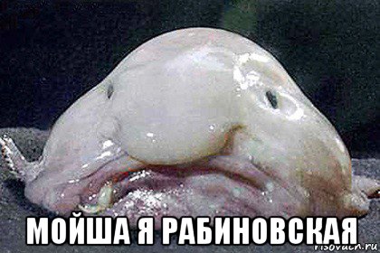  мойша я рабиновская, Мем Рыба-капля