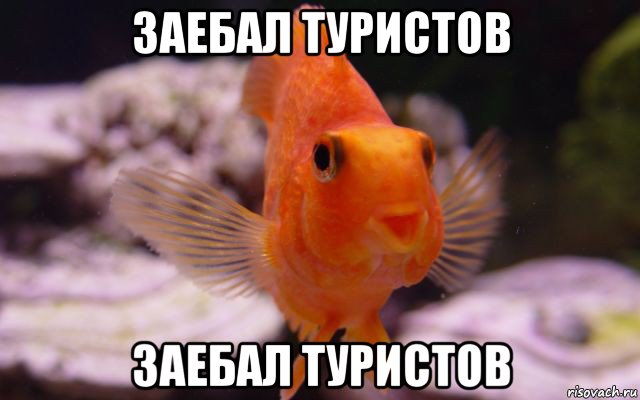 заебал туристов заебал туристов