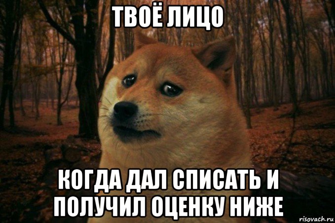 твоё лицо когда дал списать и получил оценку ниже, Мем SAD DOGE