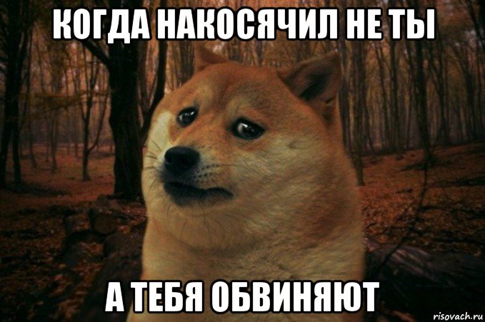 когда накосячил не ты а тебя обвиняют, Мем SAD DOGE