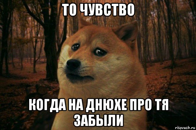 то чувство когда на днюхе про тя забыли, Мем SAD DOGE