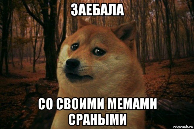 заебала со своими мемами сраными, Мем SAD DOGE