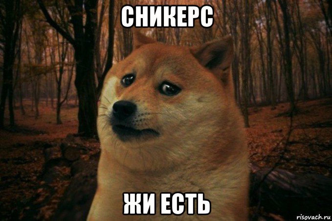 сникерс жи есть, Мем SAD DOGE