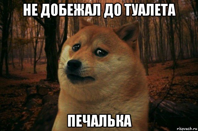 не добежал до туалета печалька, Мем SAD DOGE