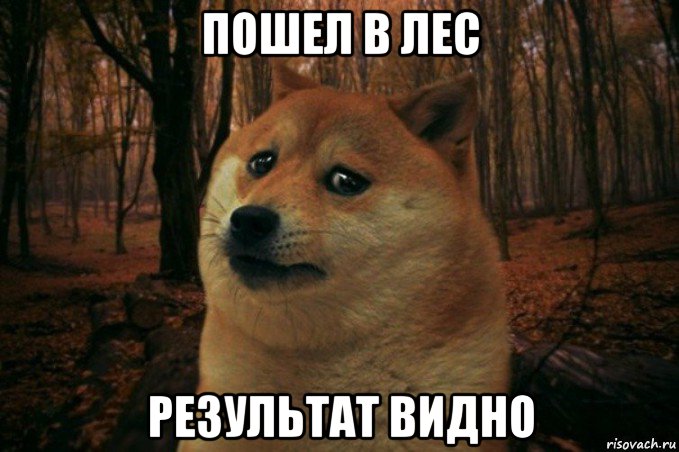 пошел в лес результат видно, Мем SAD DOGE