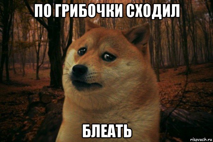 по грибочки сходил блеать, Мем SAD DOGE