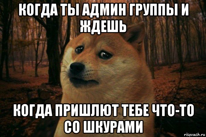 когда ты админ группы и ждешь когда пришлют тебе что-то со шкурами, Мем SAD DOGE