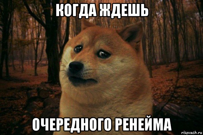 когда ждешь очередного ренейма, Мем SAD DOGE