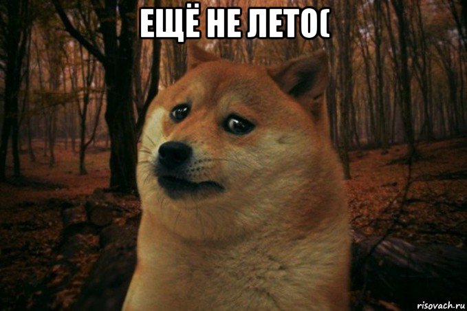 ещё не лето( , Мем SAD DOGE