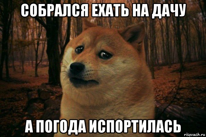 собрался ехать на дачу а погода испортилась, Мем SAD DOGE