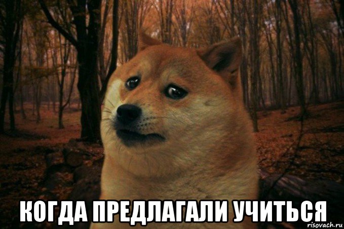  когда предлагали учиться, Мем SAD DOGE