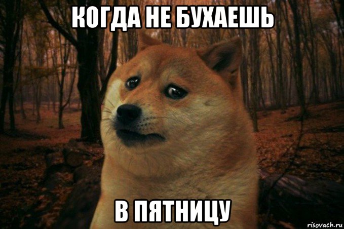 когда не бухаешь в пятницу, Мем SAD DOGE