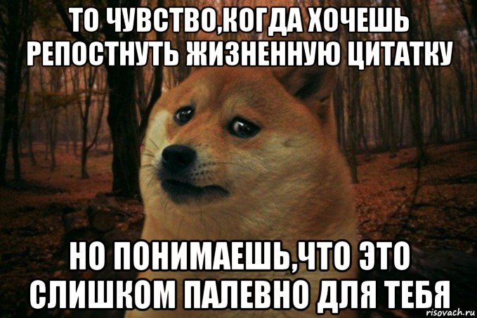 то чувство,когда хочешь репостнуть жизненную цитатку но понимаешь,что это слишком палевно для тебя, Мем SAD DOGE