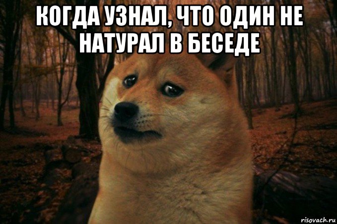 когда узнал, что один не натурал в беседе , Мем SAD DOGE