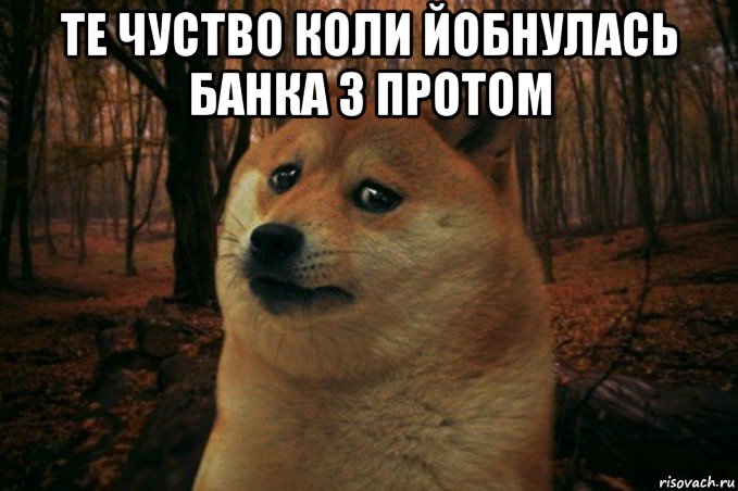 те чуство коли йобнулась банка з протом , Мем SAD DOGE