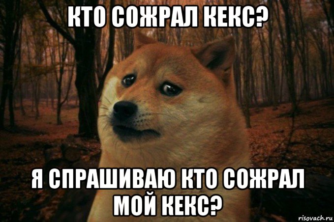 кто сожрал кекс? я спрашиваю кто сожрал мой кекс?, Мем SAD DOGE