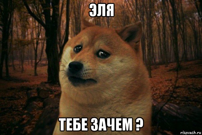 эля тебе зачем ?, Мем SAD DOGE