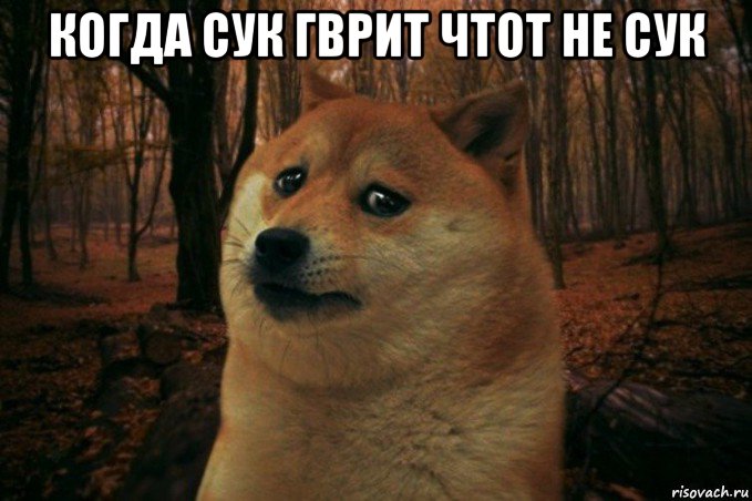 когда сук гврит чтот не сук , Мем SAD DOGE