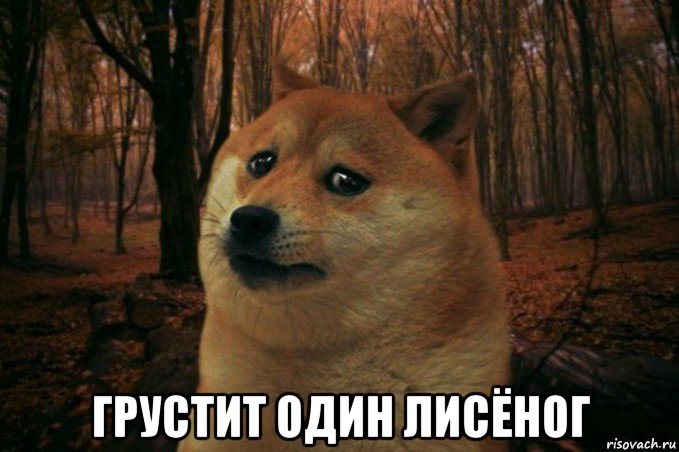  грустит один лисёног, Мем SAD DOGE