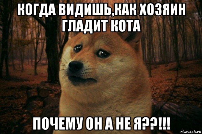 когда видишь,как хозяин гладит кота почему он а не я??!!!, Мем SAD DOGE