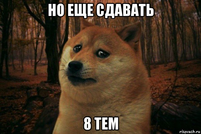 но еще сдавать 8 тем, Мем SAD DOGE