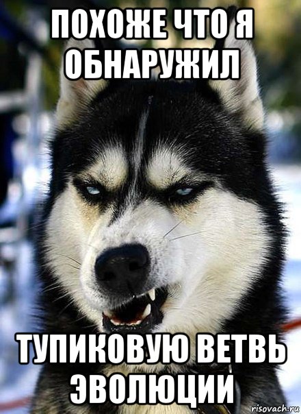 похоже что я обнаружил тупиковую ветвь эволюции, Мем собака - задавака