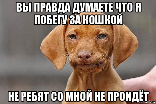 вы правда думаете что я побегу за кошкой не ребят со мной не проидёт