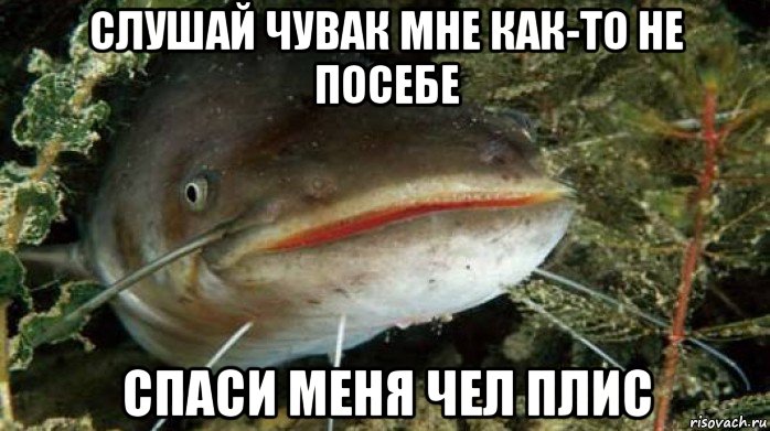 слушай чувак мне как-то не посебе спаси меня чел плис