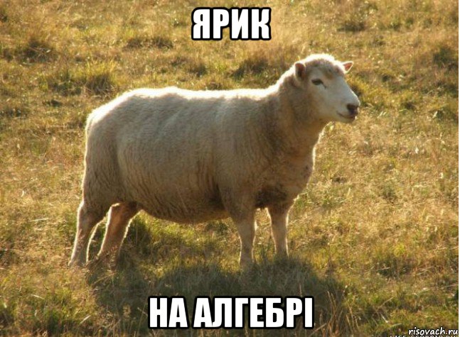 ярик на алгебрі