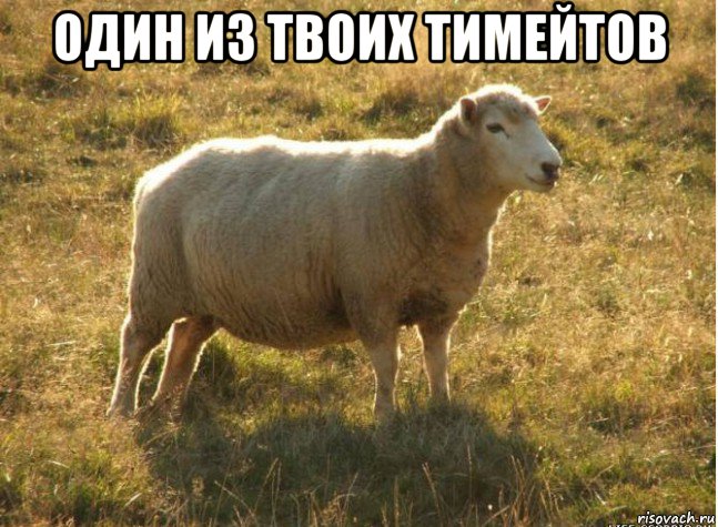 один из твоих тимейтов 