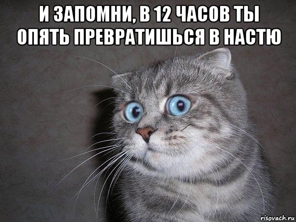 и запомни, в 12 часов ты опять превратишься в настю , Мем  удивлённый кот