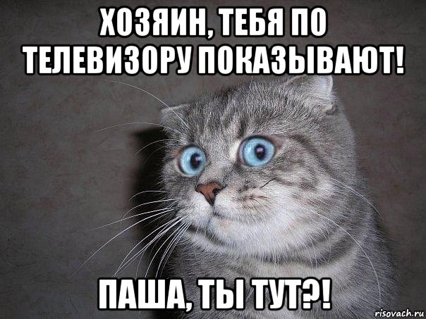 хозяин, тебя по телевизору показывают! паша, ты тут?!, Мем  удивлённый кот