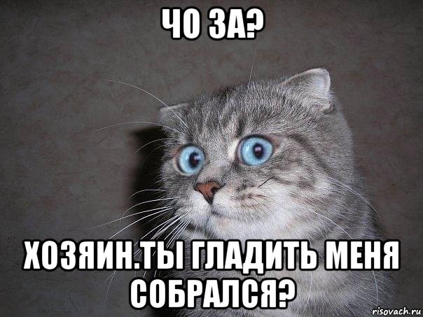 чо за? хозяин.ты гладить меня собрался?, Мем  удивлённый кот