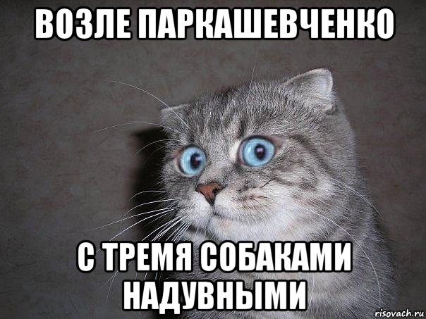 возле паркашевченко с тремя собаками надувными, Мем  удивлённый кот