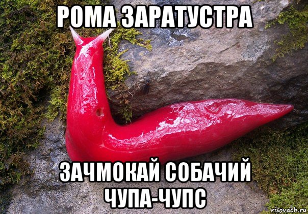 рома заратустра зачмокай собачий чупа-чупс