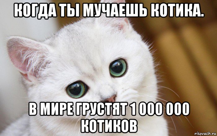 когда ты мучаешь котика. в мире грустят 1 000 000 котиков, Мем  В мире грустит один котик