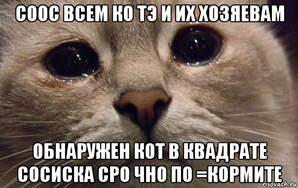 соос всем ко тэ и их хозяевам обнаружен кот в квадрате сосиска сро чно по =кормите, Мем   В мире грустит один котик