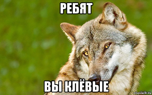 ребят вы клёвые, Мем   Volf