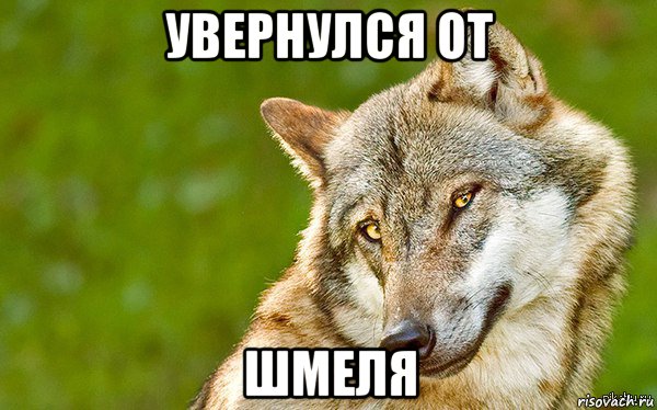 увернулся от шмеля, Мем   Volf