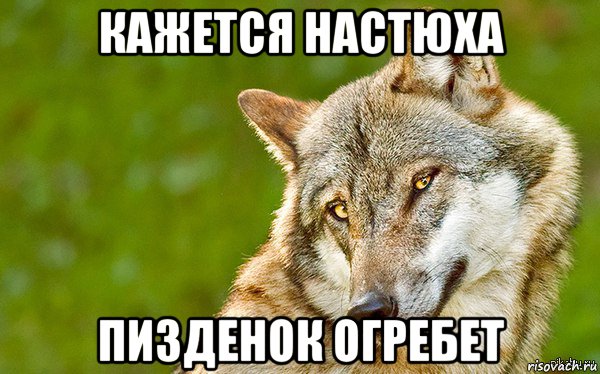 кажется настюха пизденок огребет, Мем   Volf