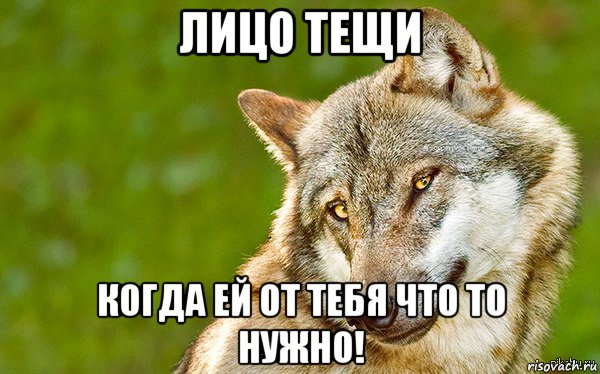 лицо тещи когда ей от тебя что то нужно!, Мем   Volf