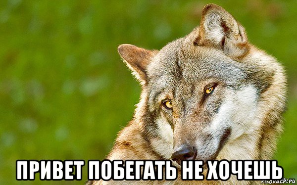  привет побегать не хочешь, Мем   Volf