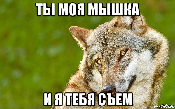 ты моя мышка и я тебя съем, Мем   Volf