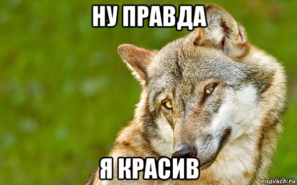 ну правда я красив, Мем   Volf