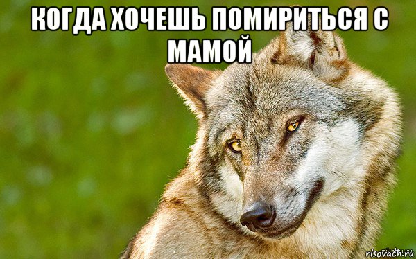 когда хочешь помириться с мамой , Мем   Volf