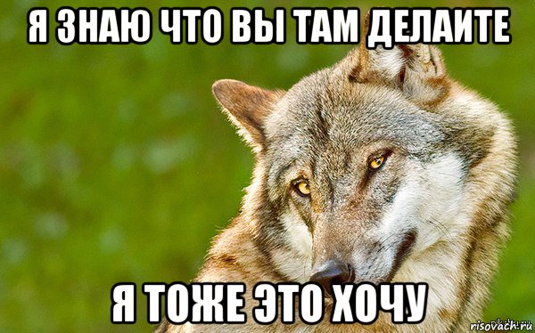 я знаю что вы там делаите я тоже это хочу, Мем   Volf