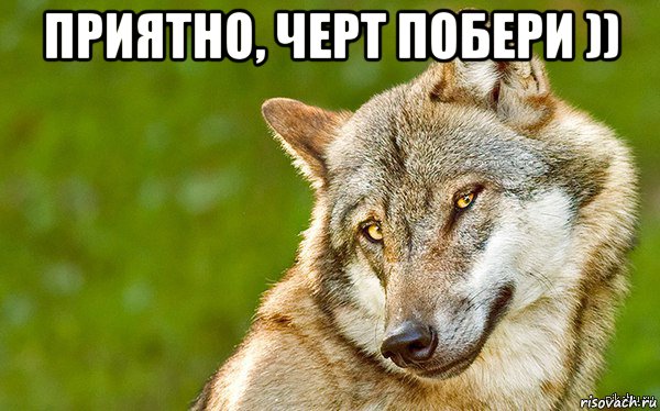 приятно, черт побери )) , Мем   Volf